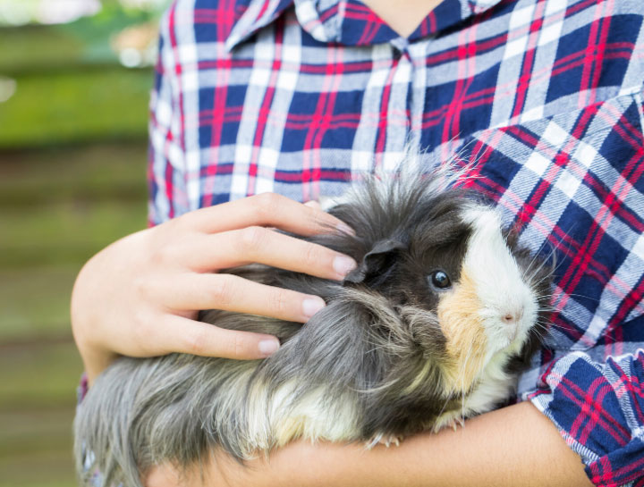 Edwardsville Small Animal Veterinarian