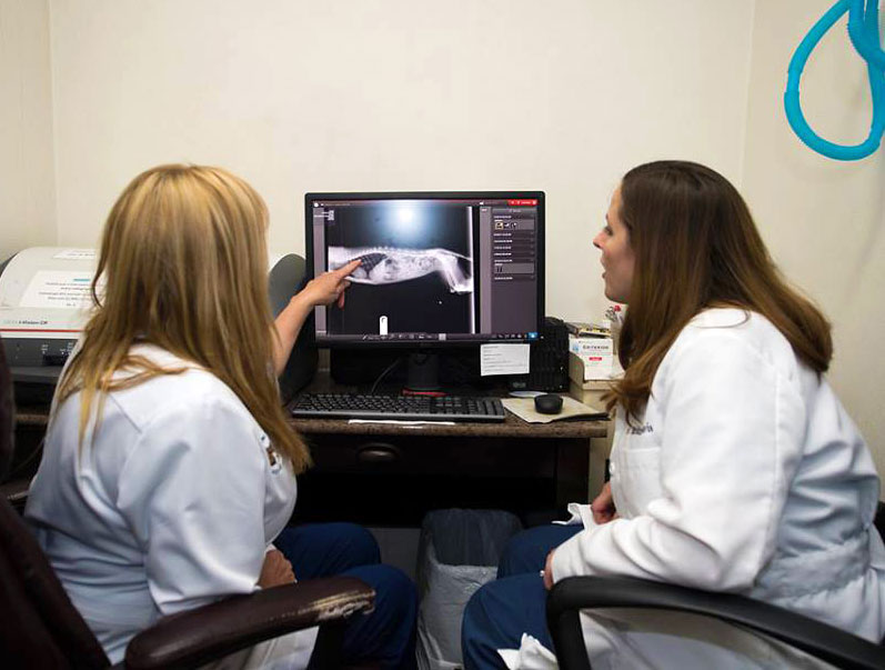 Pet Radiology