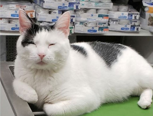 pharmacy cat